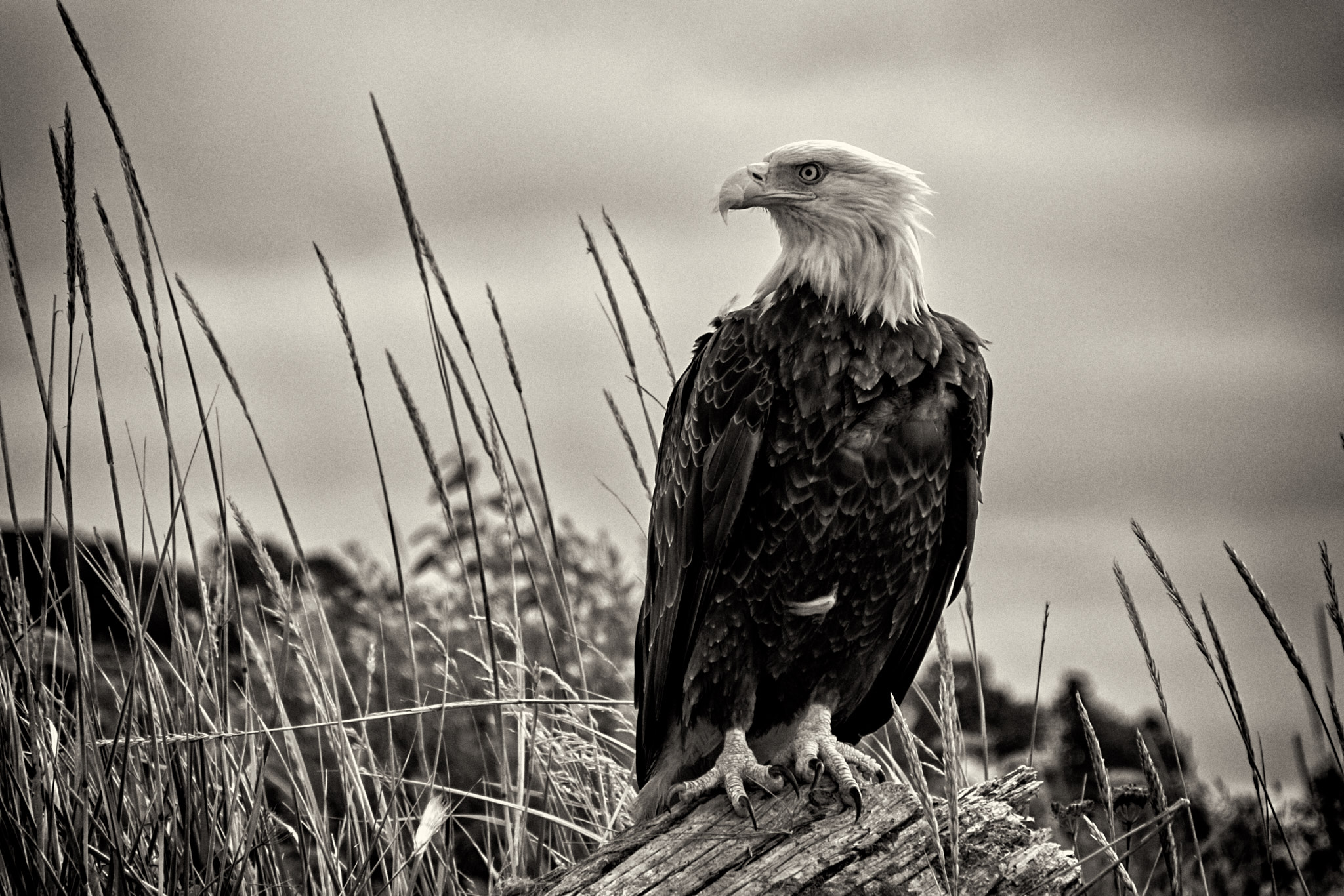 Bald eagle