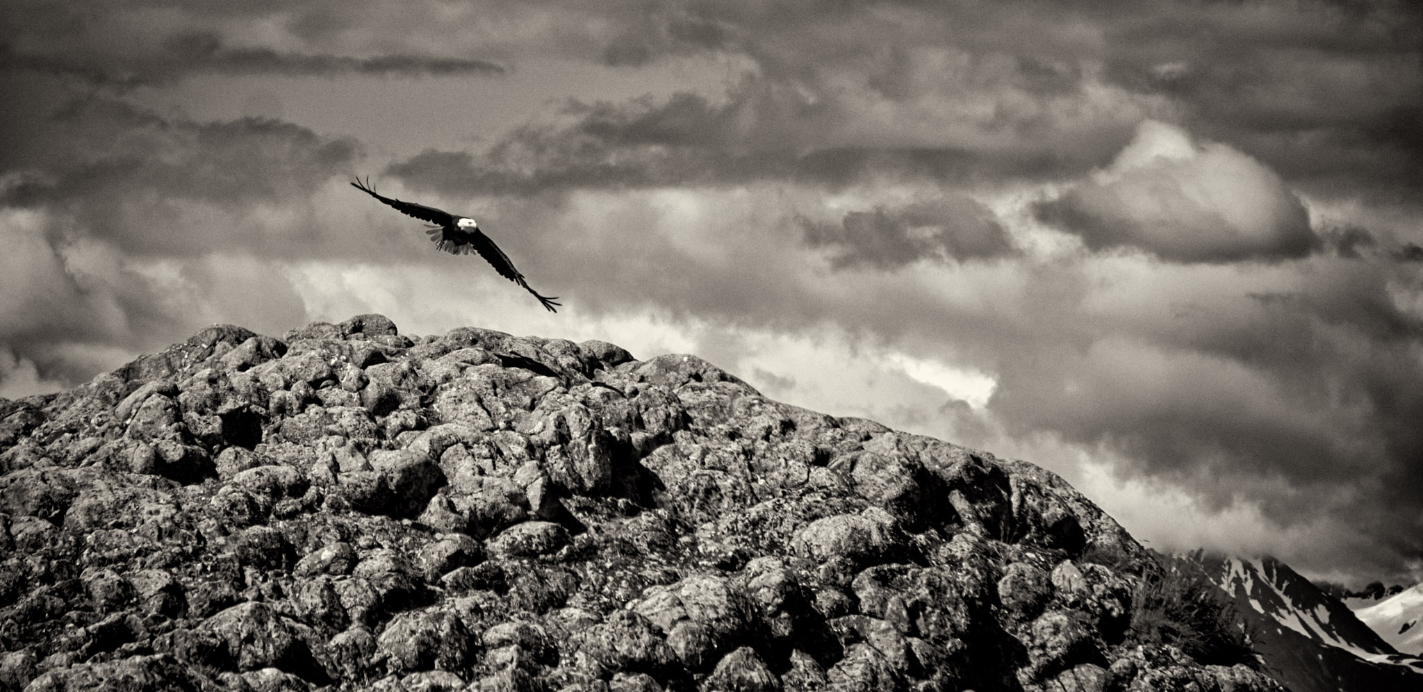 bald eagle